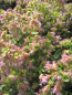 Preview: Origanum rotundifolium Dingle Fairy 2